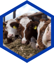 Animal Feed & Agricolture